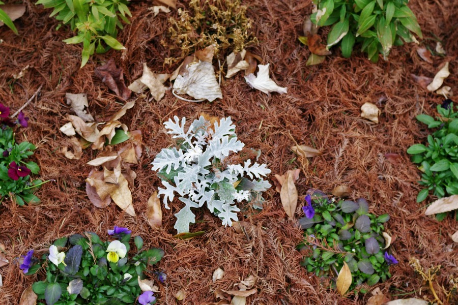 Garden bed