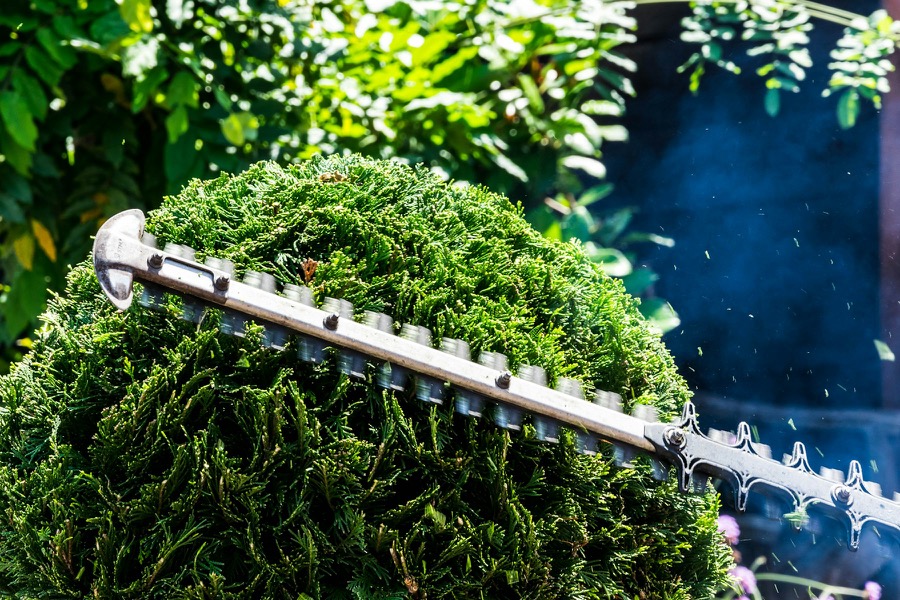 Hedge