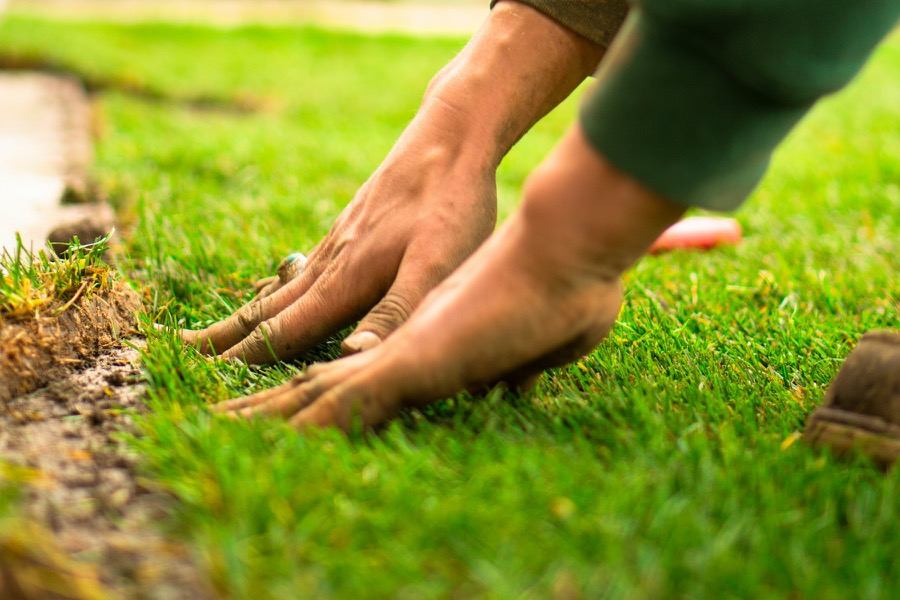 Rolls of sod